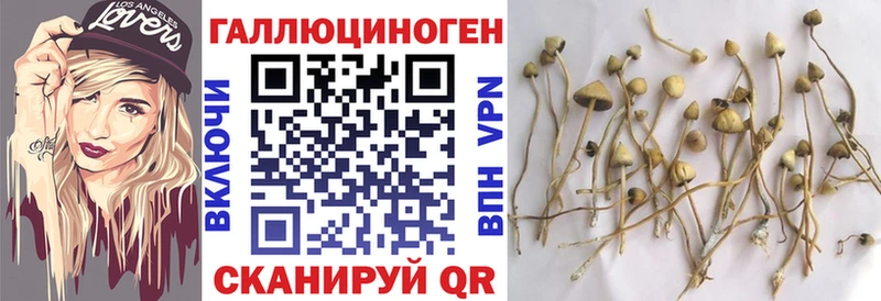 наркота  omg как войти  Псилоцибиновые грибы GOLDEN TEACHER  Шацк 